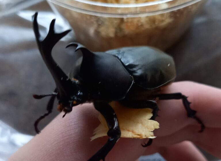 カブトムシ飼育用のおすすめグッズ