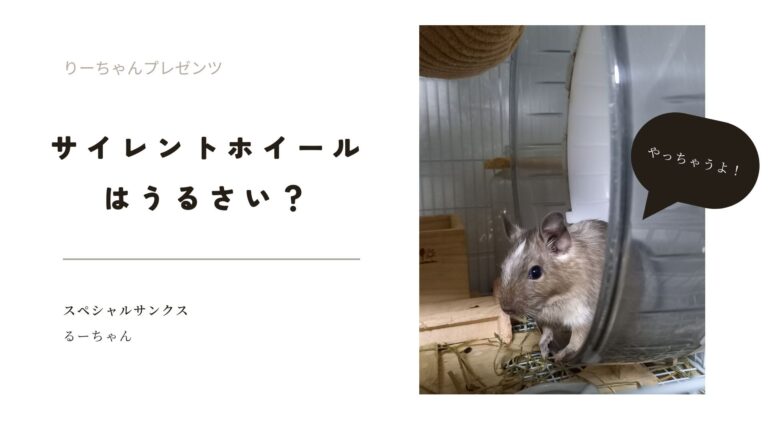 サイレントホイールは、うるさいけど安全！【デグー】