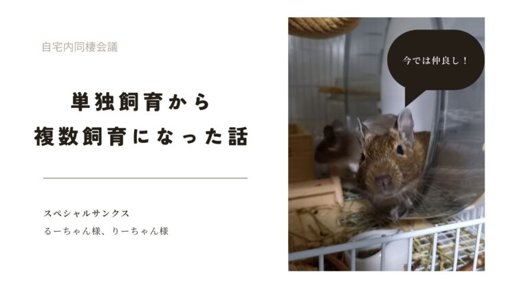 デグーの単独飼いから多頭飼いへの切り替え方！