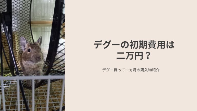 【デグーの初期費用はいくら？】意外と安くてほっとした