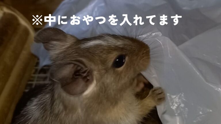 ビニール袋はデグーのおもちゃになりうるか？