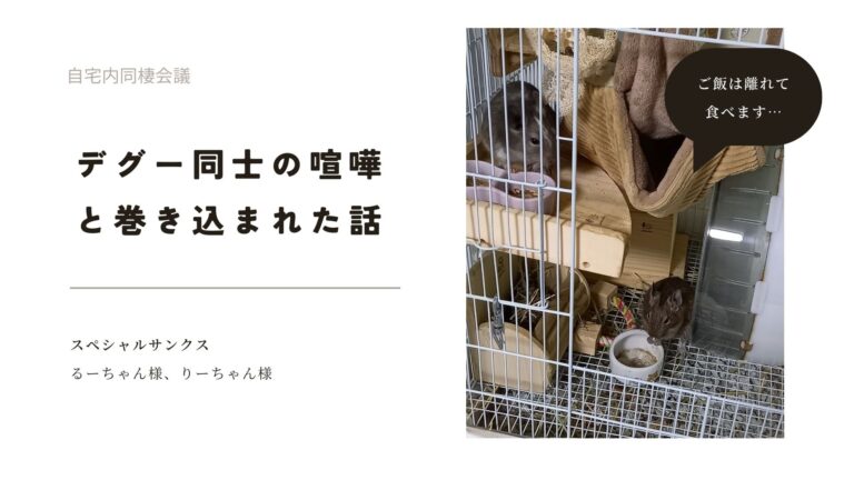デグー同士の喧嘩と巻き込まれた話