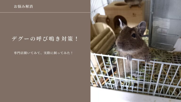 デグーの呼び鳴きの対策（小動物専門店にお問い合わせしたアドバイス！）