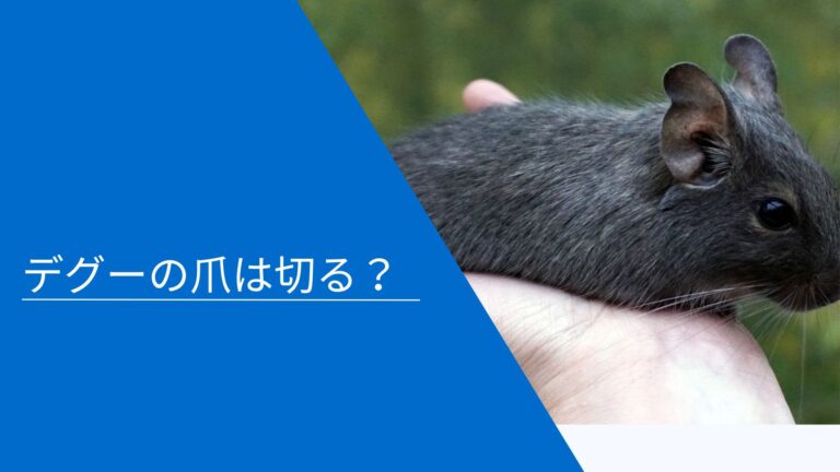 デグーの爪は切る？