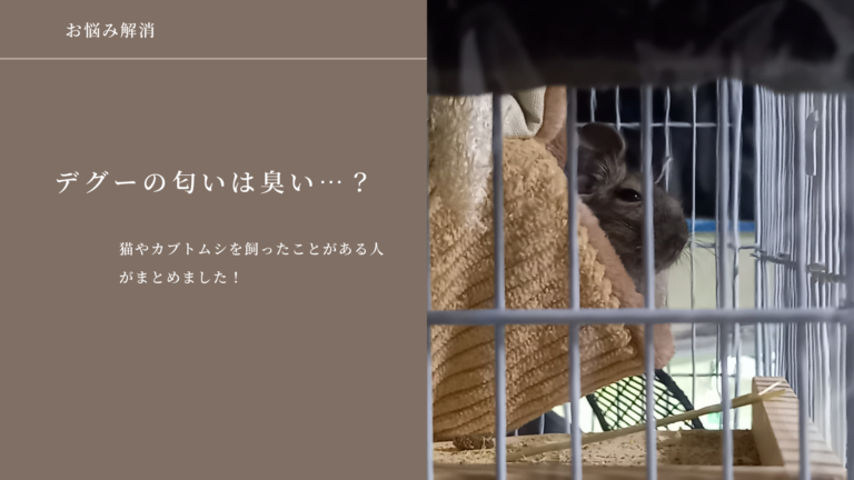 デグーの匂いは気になるか？その対策も