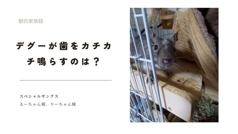 デグーが歯をカチカチ鳴らしてるのは？