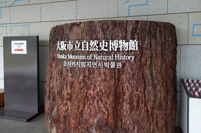 【一人旅】大阪市立自然史博物館に行ってきました！（関西　博物館）